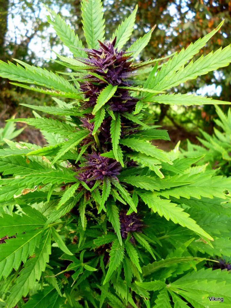 cbd